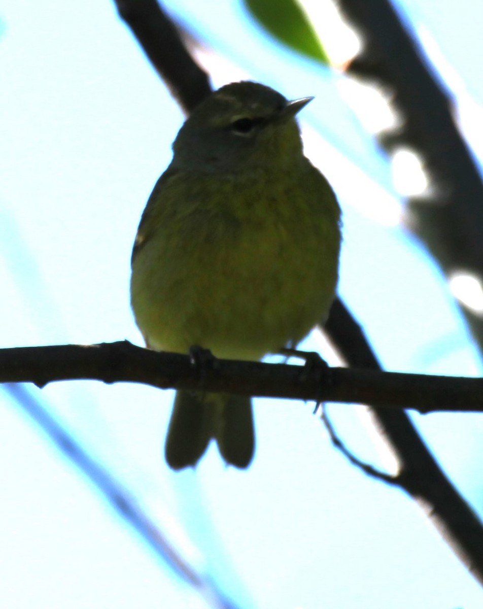 Orange-crowned Warbler - Ken Lamberton