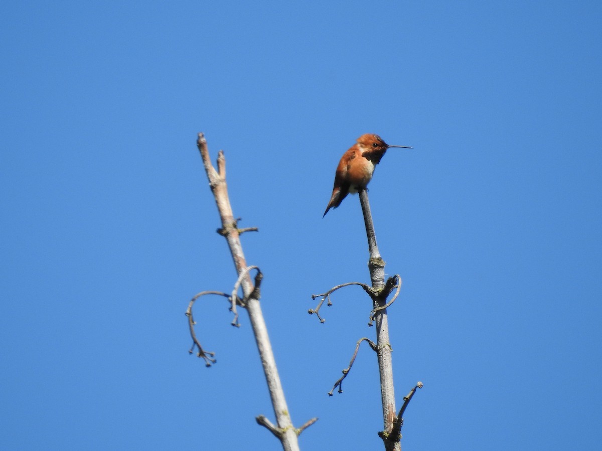 Rufous Hummingbird - Charlie Likely