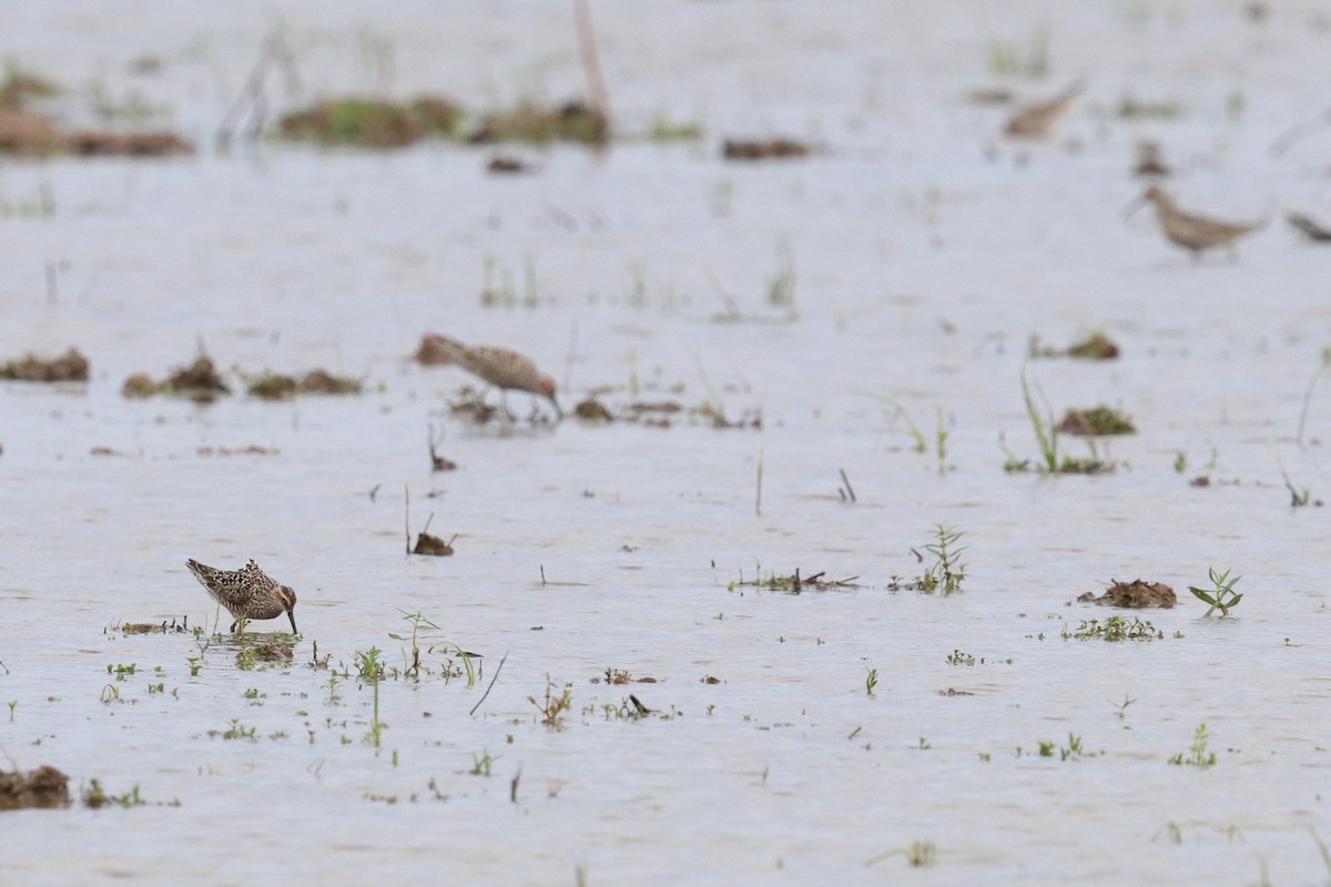 Stilt Sandpiper - ML618672395