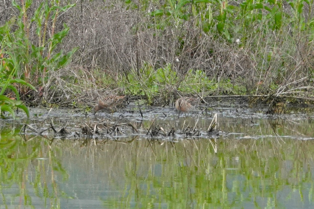 Short-billed Dowitcher - ML618672444