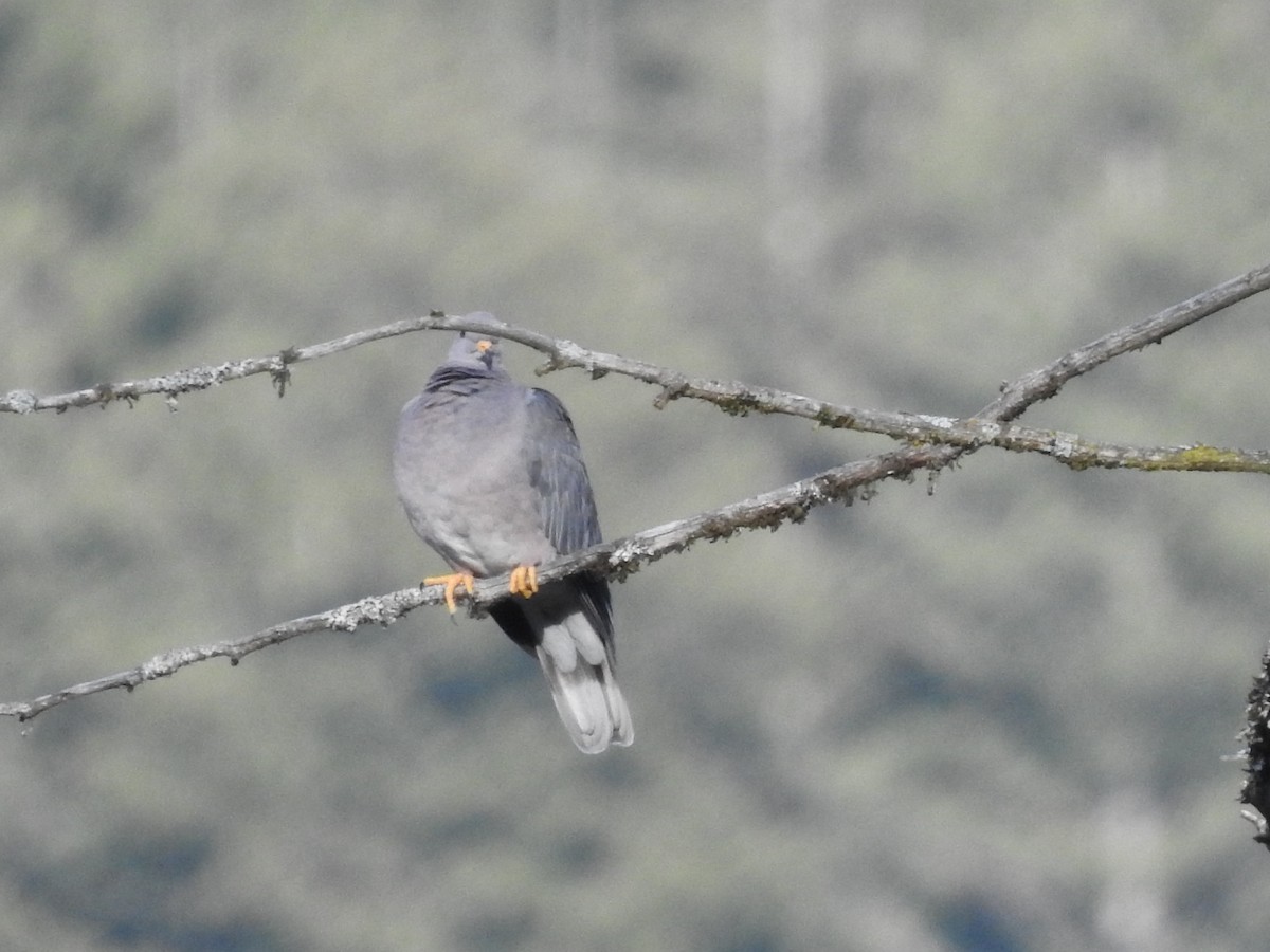 Band-tailed Pigeon - Charlie Likely