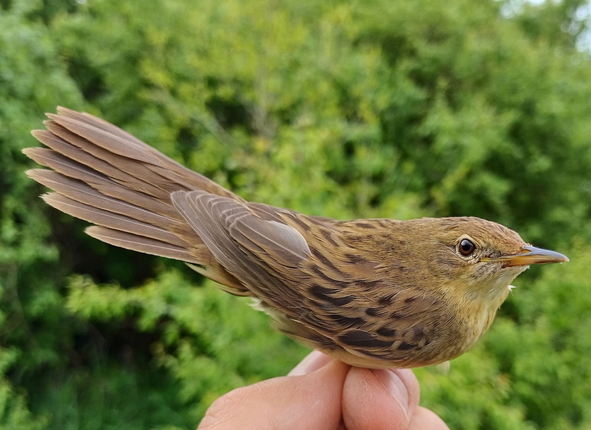 Common Grasshopper Warbler - David Martinovský