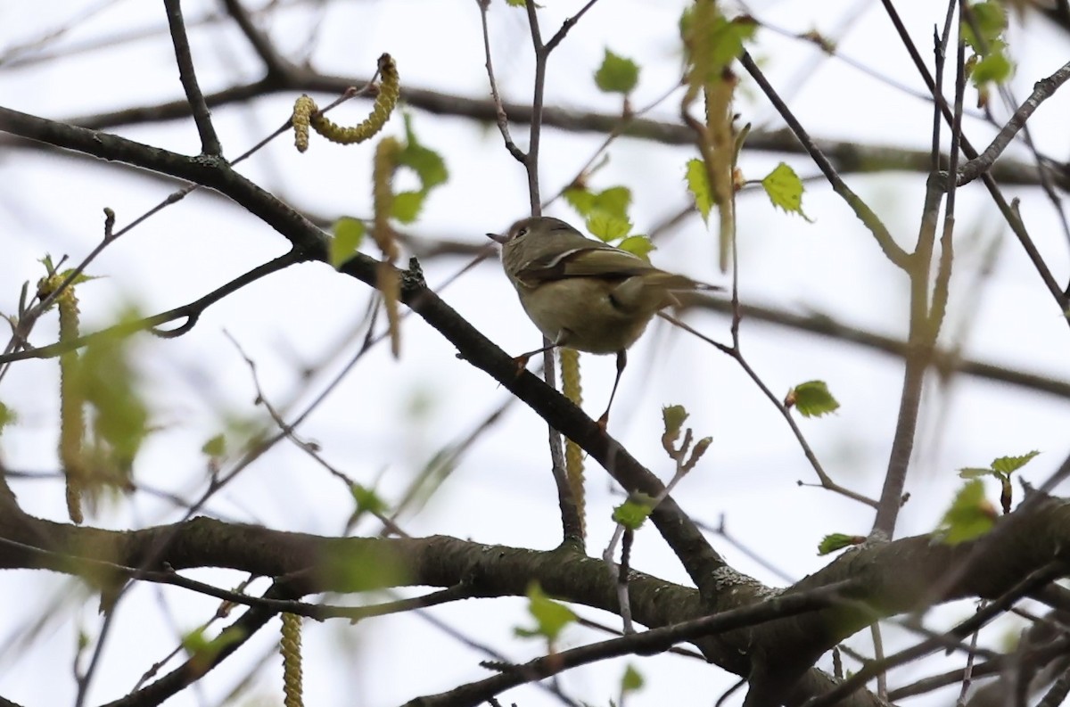 Ruby-crowned Kinglet - ML618672559