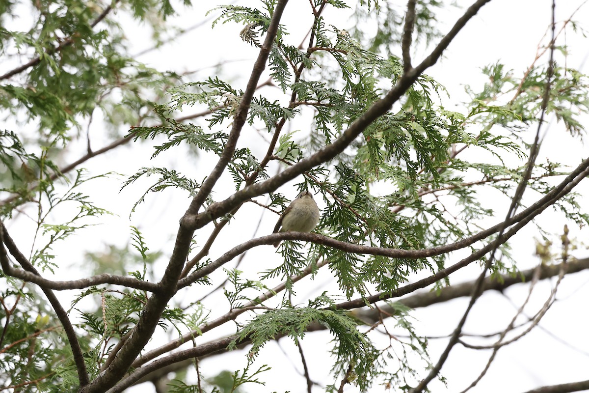 Ruby-crowned Kinglet - ML618672560