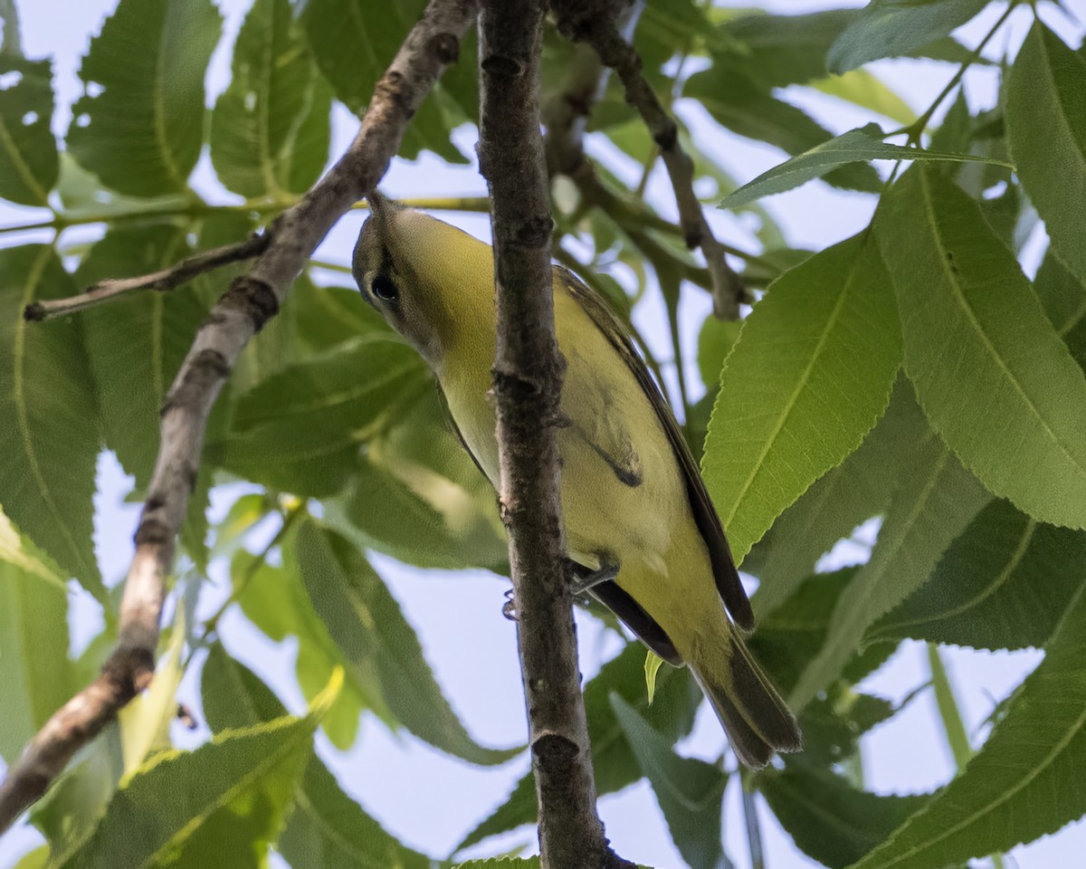 Philadelphia Vireo - Anonymous