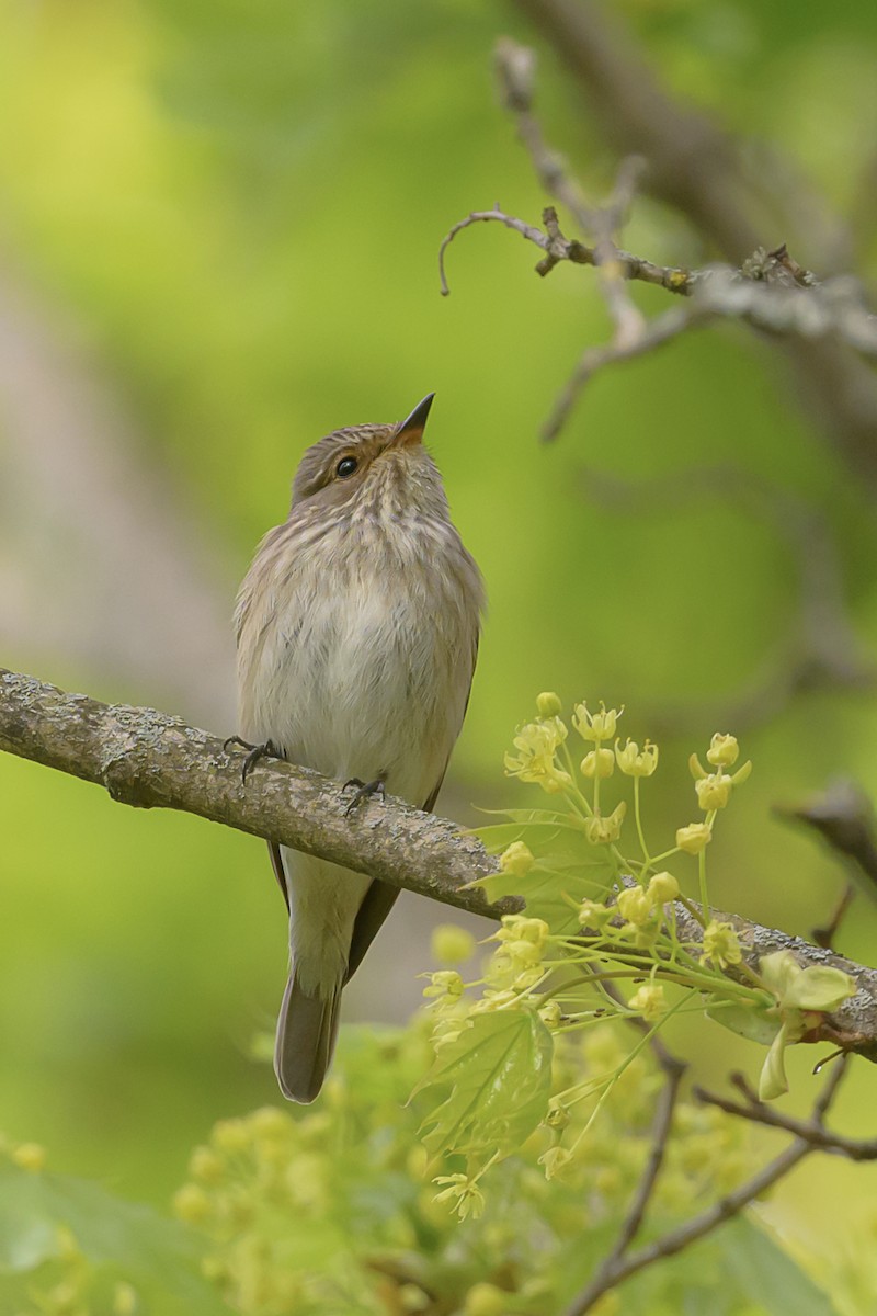 Spotted Flycatcher - ML618672642