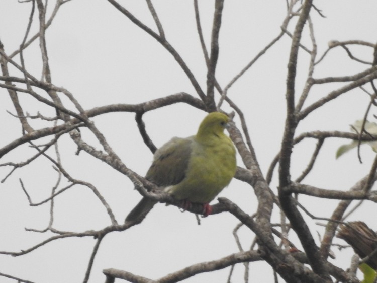 Wedge-tailed Green-Pigeon - ML618672669