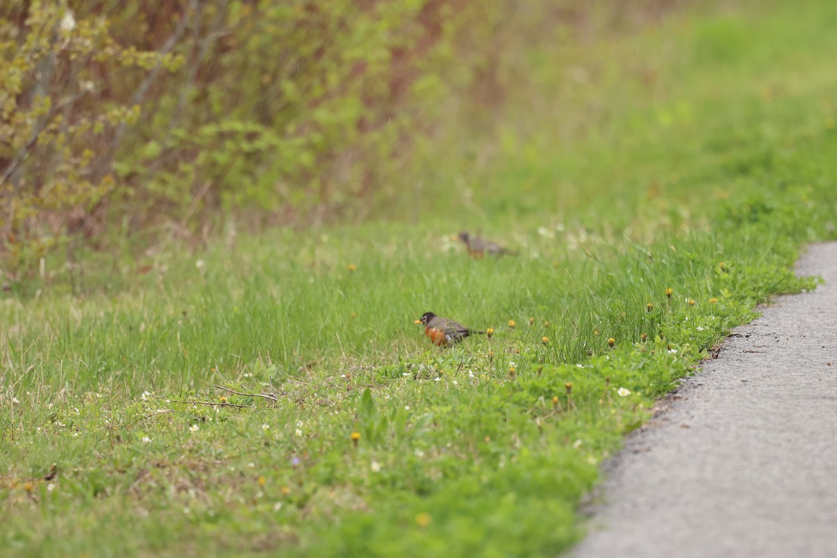 American Robin - Marie Provost