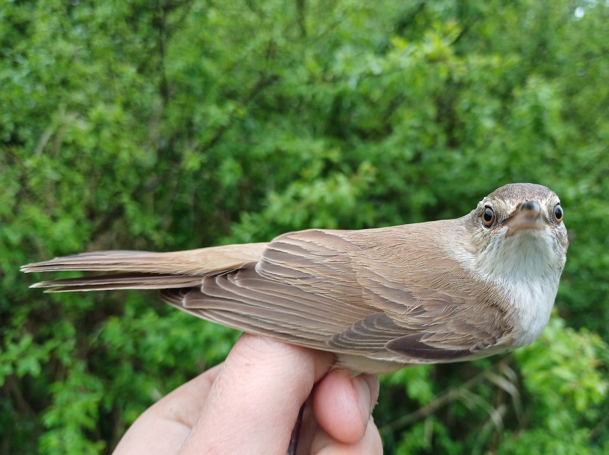 Great Reed Warbler - David Martinovský