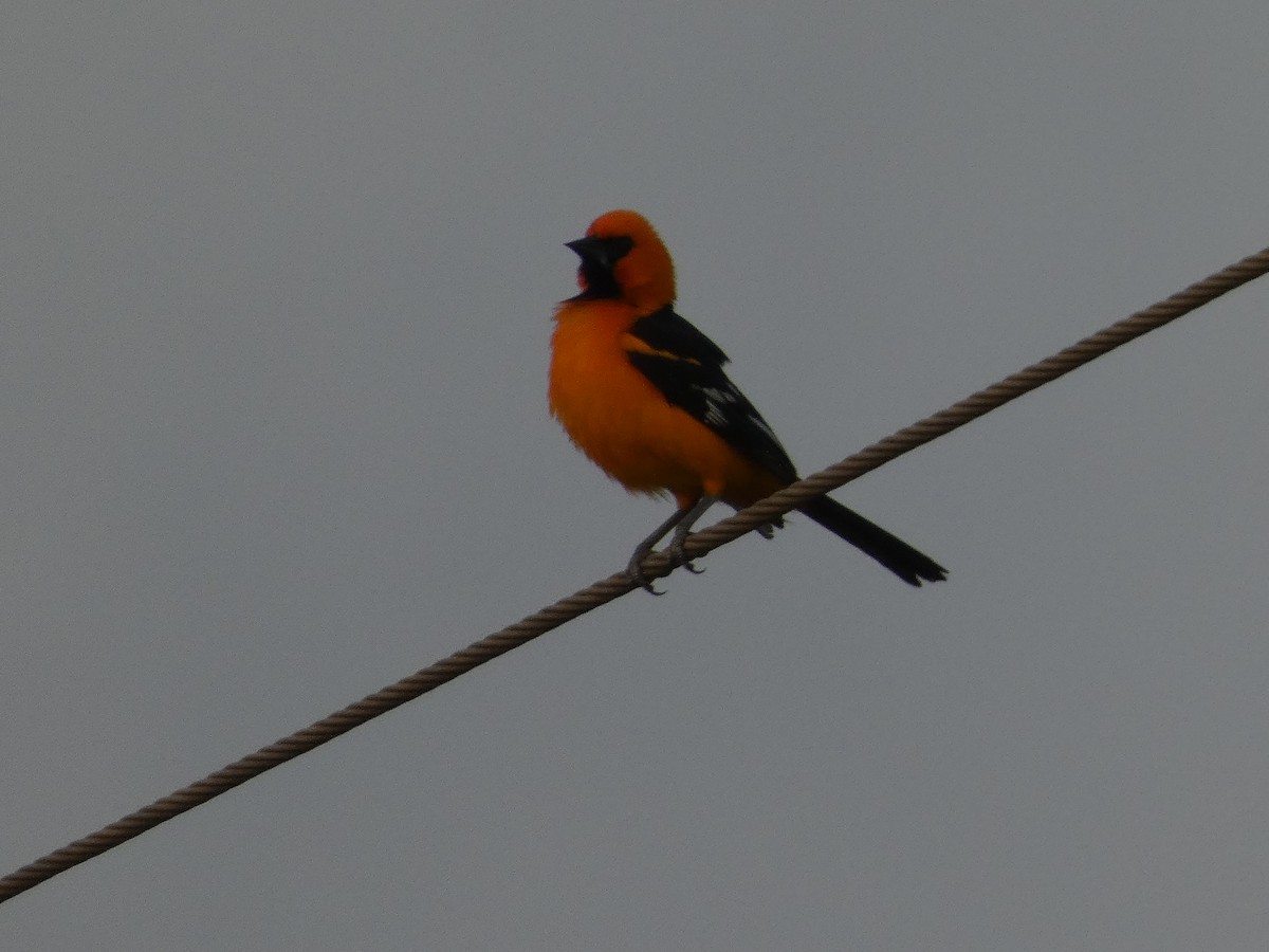 Altamira Oriole - Matthew Rathgeber