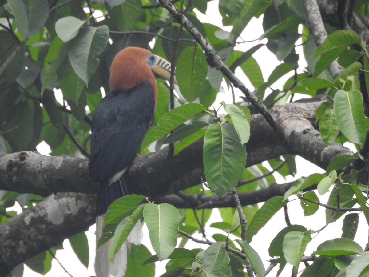 Rufous-necked Hornbill - Aniruddha Ghosh