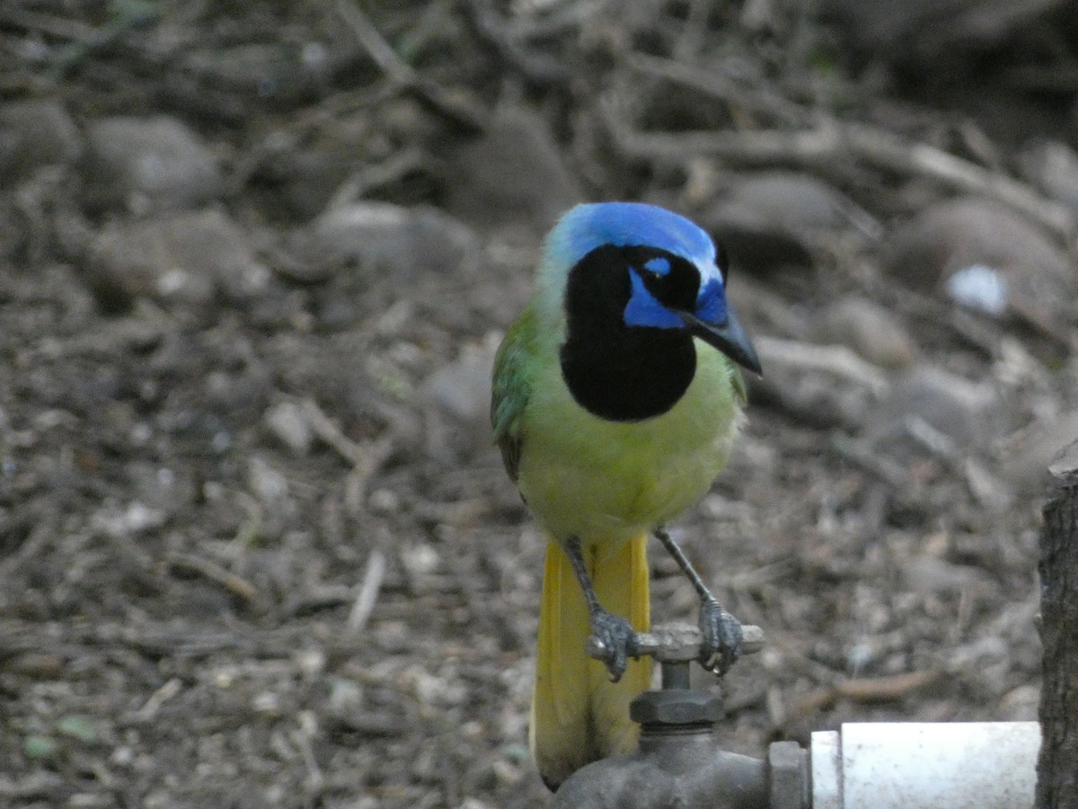 Green Jay - ML618672771