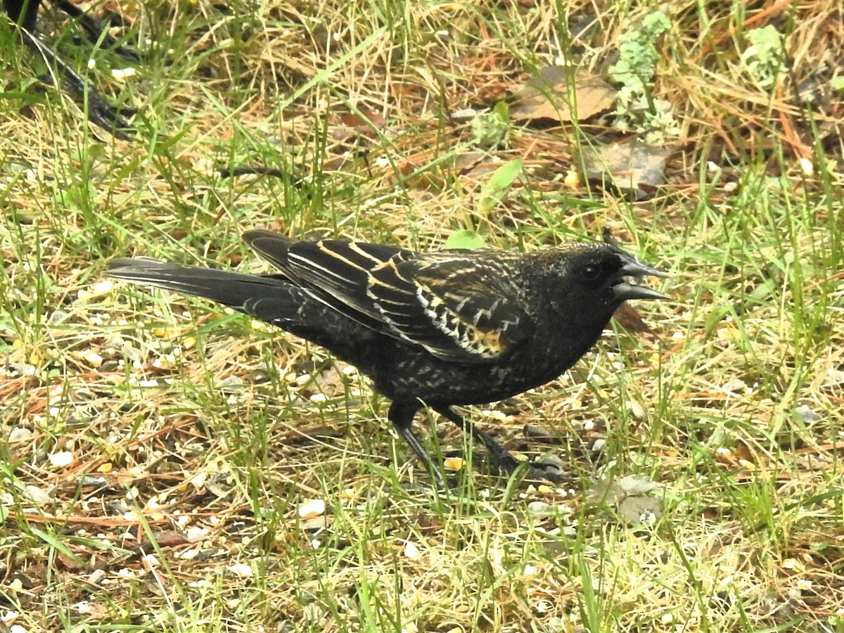 Red-winged Blackbird - Don Hoppe