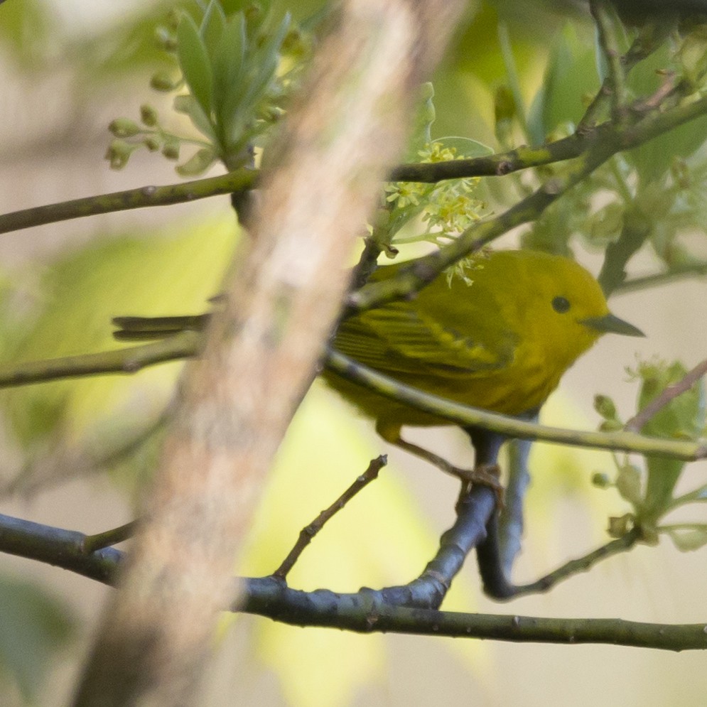 Yellow Warbler - ML618672811