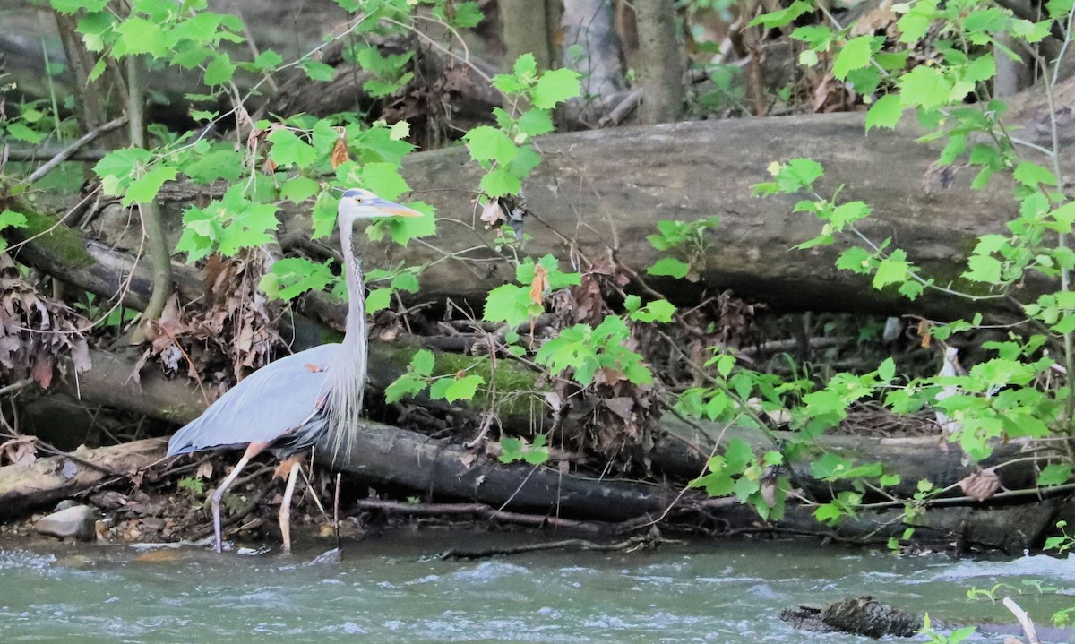 Great Blue Heron - ML618672839