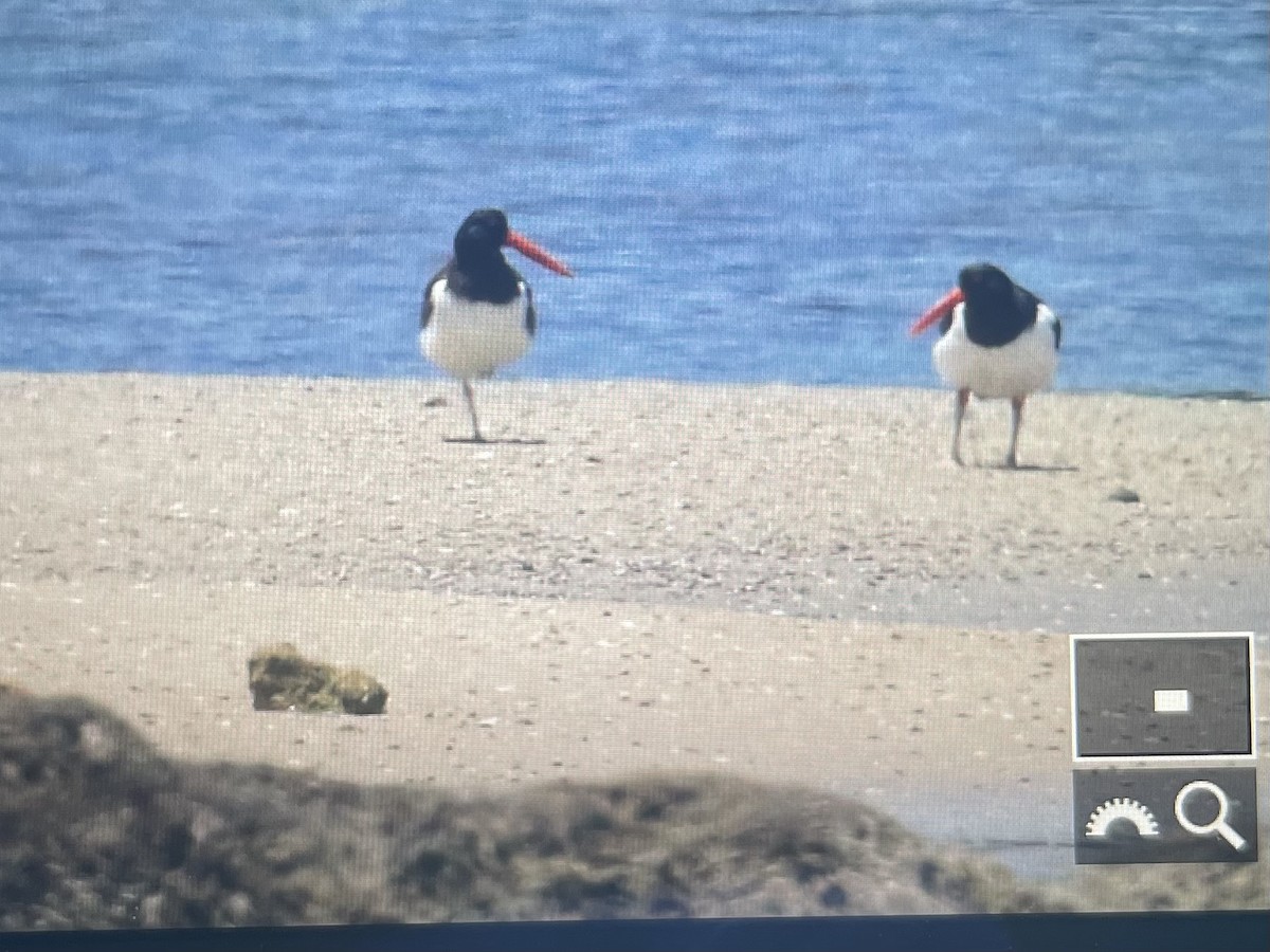 American Oystercatcher - ML618672866