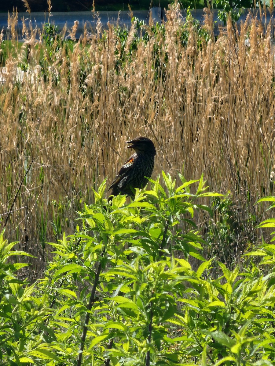 Red-winged Blackbird - ML618672895