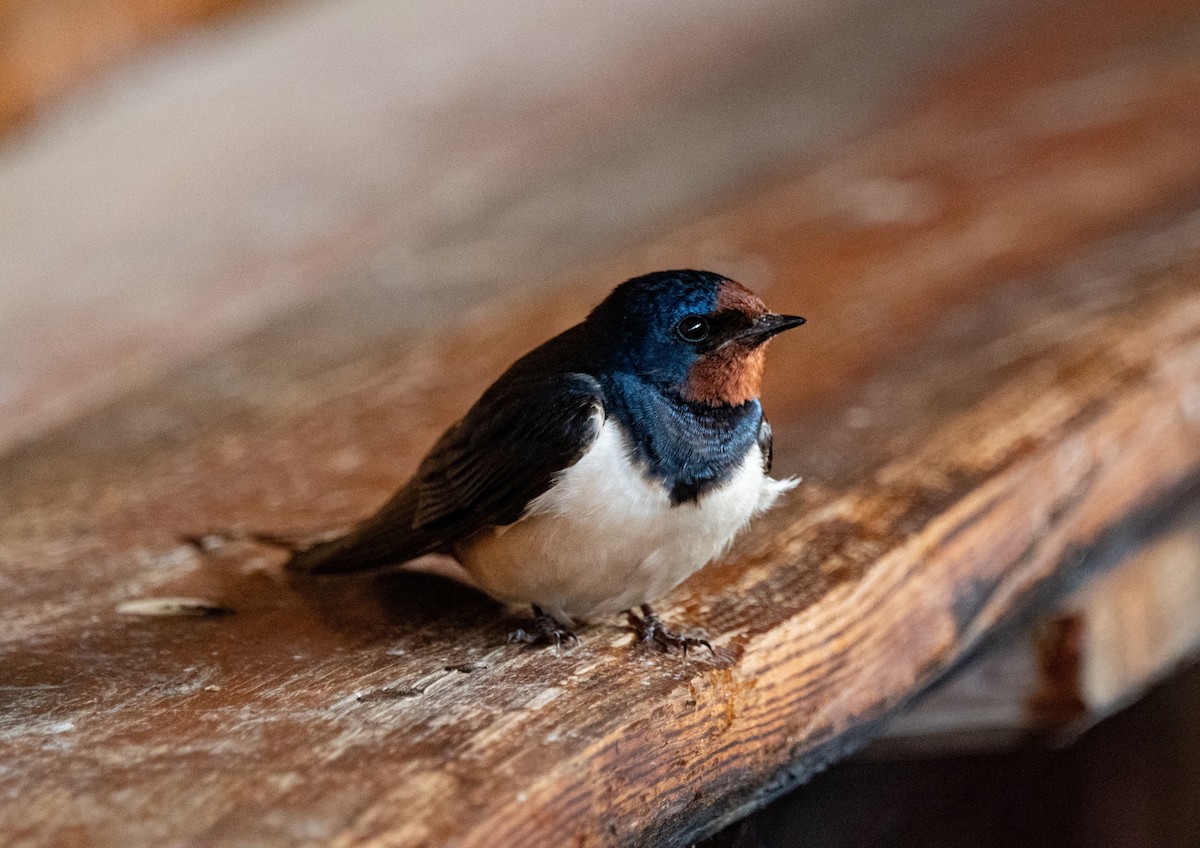 Barn Swallow - Sebastian Brina