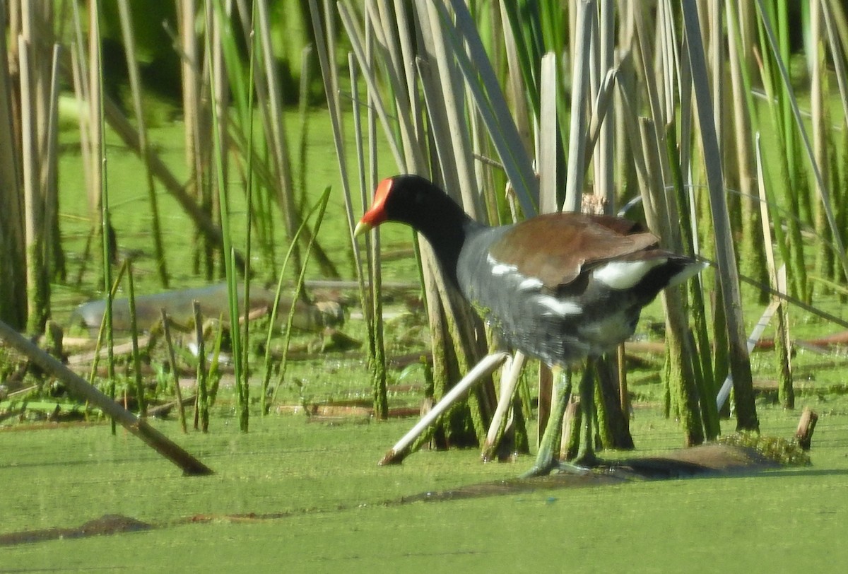 Common Gallinule - Kent Miller