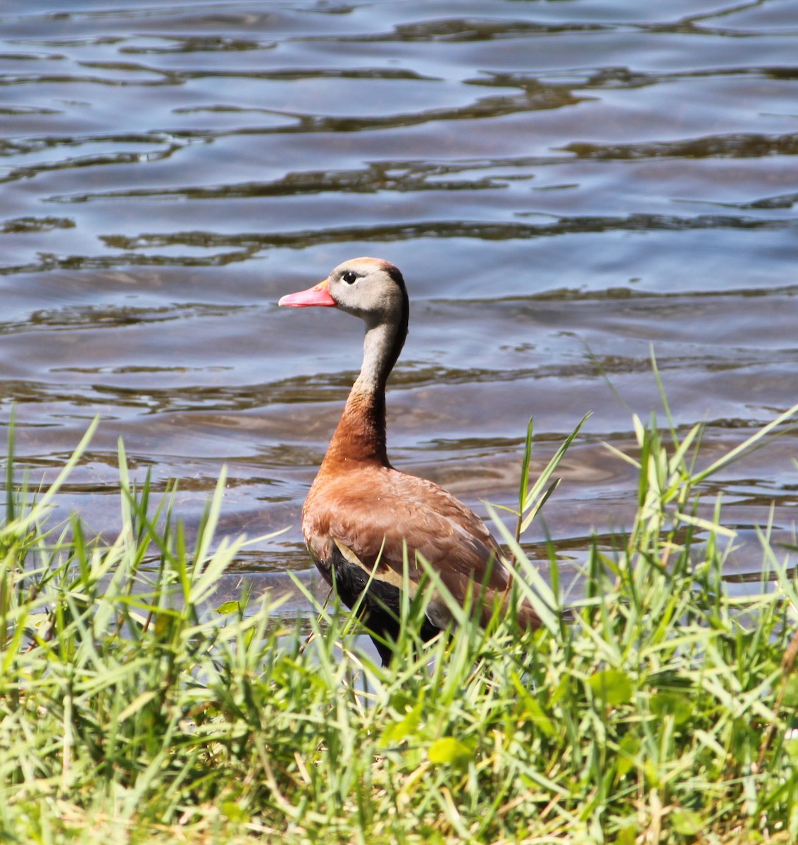 Black-bellied Whistling-Duck - Shane Louis