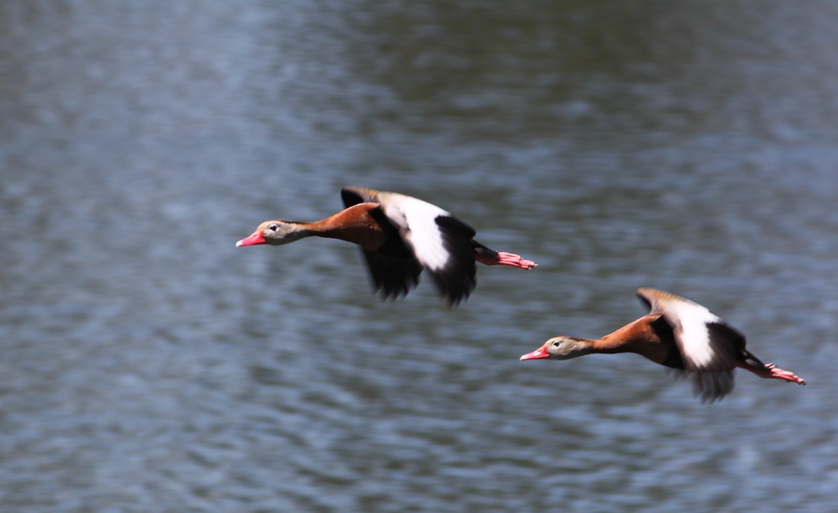 Black-bellied Whistling-Duck - Shane Louis