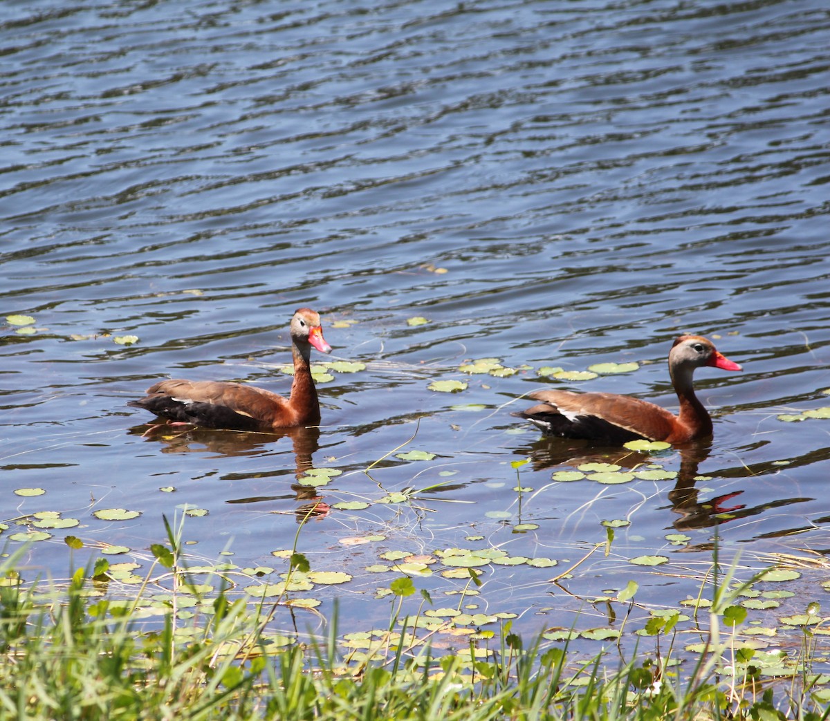 Black-bellied Whistling-Duck - Shane Louis