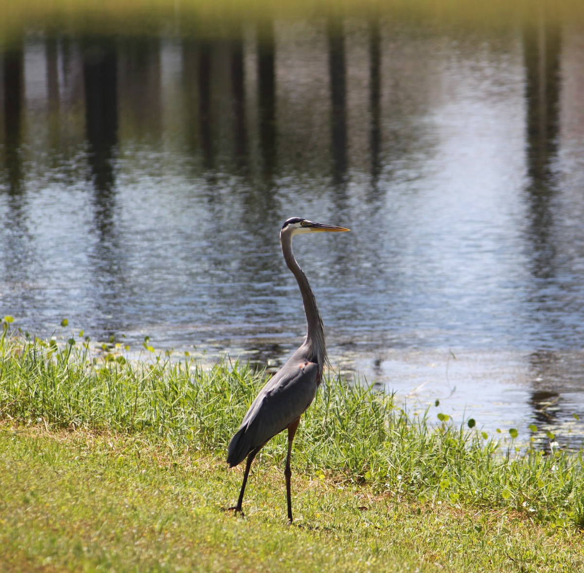 Great Blue Heron - Shane Louis