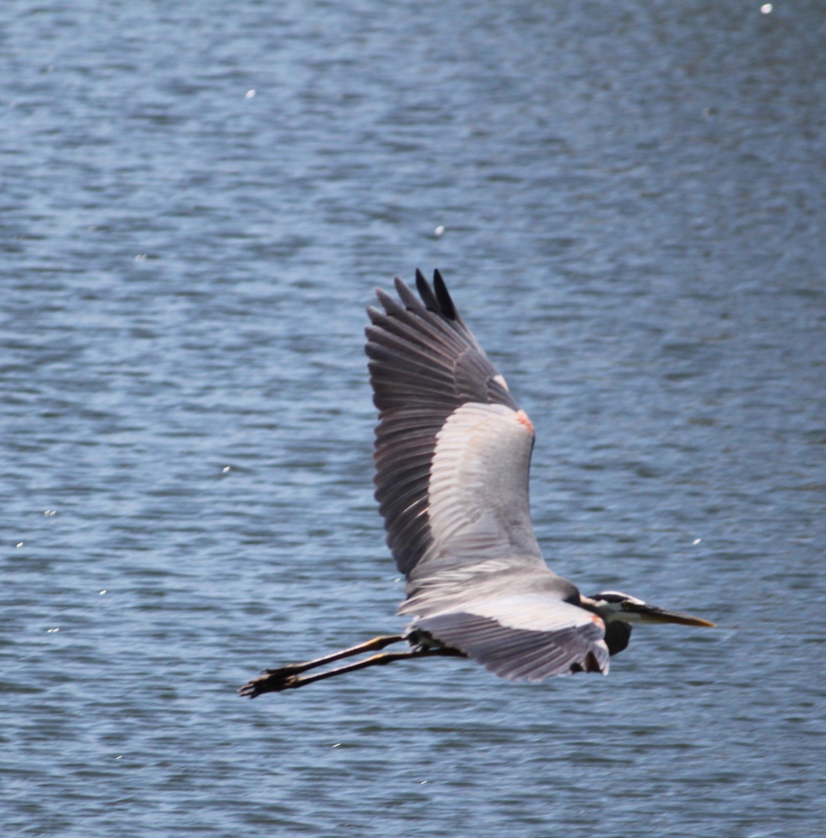 Great Blue Heron - Shane Louis