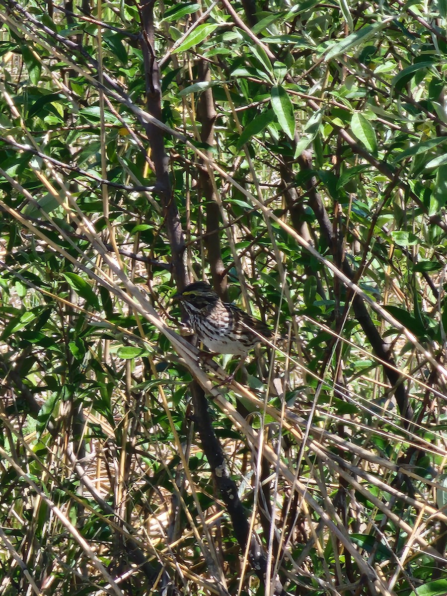 Savannah Sparrow - Brian Salkas