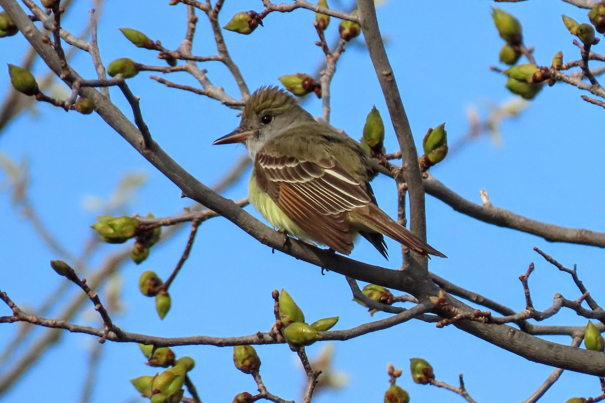 Great Crested Flycatcher - ML618673005