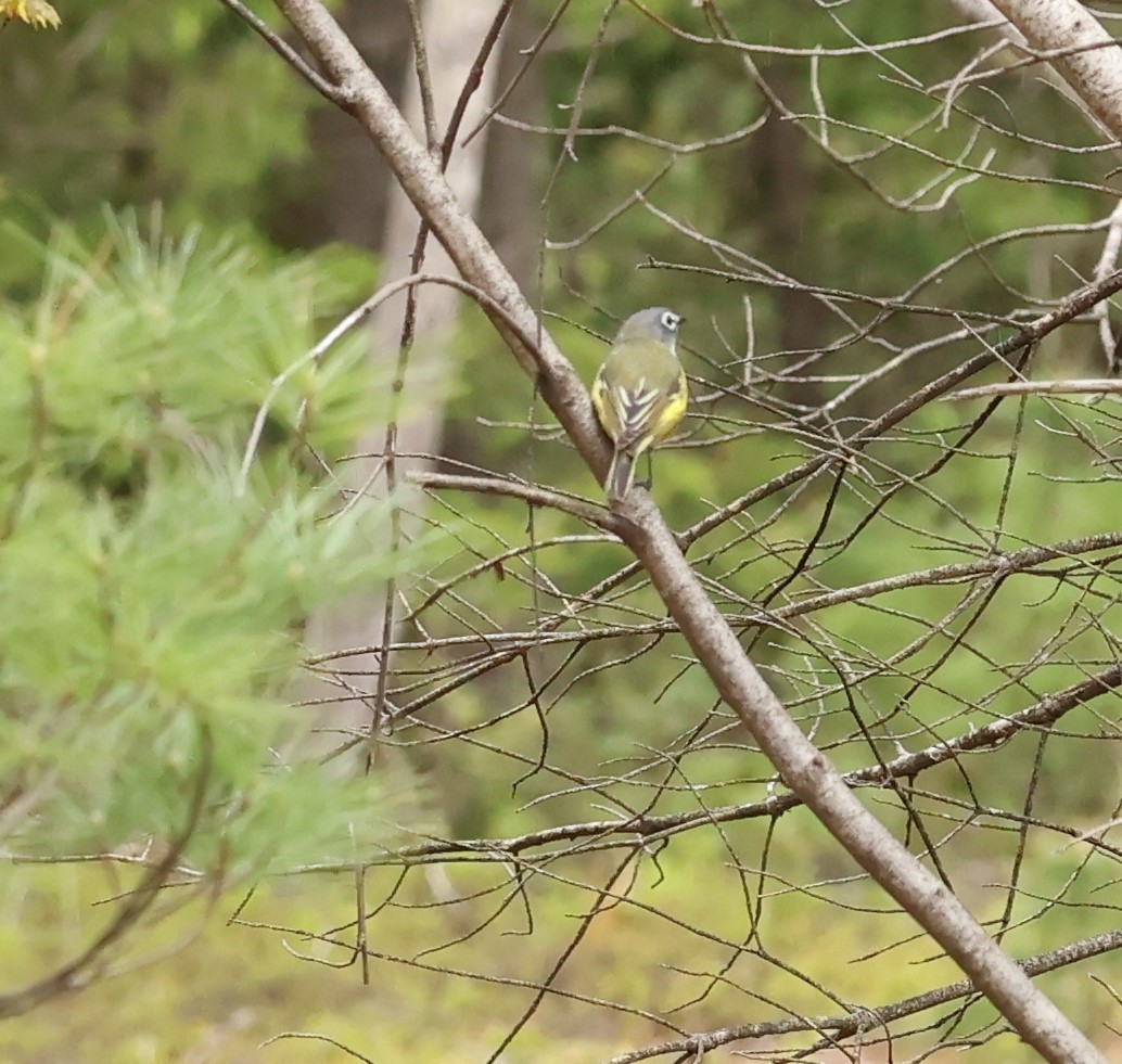 Blue-headed Vireo - Marie Provost