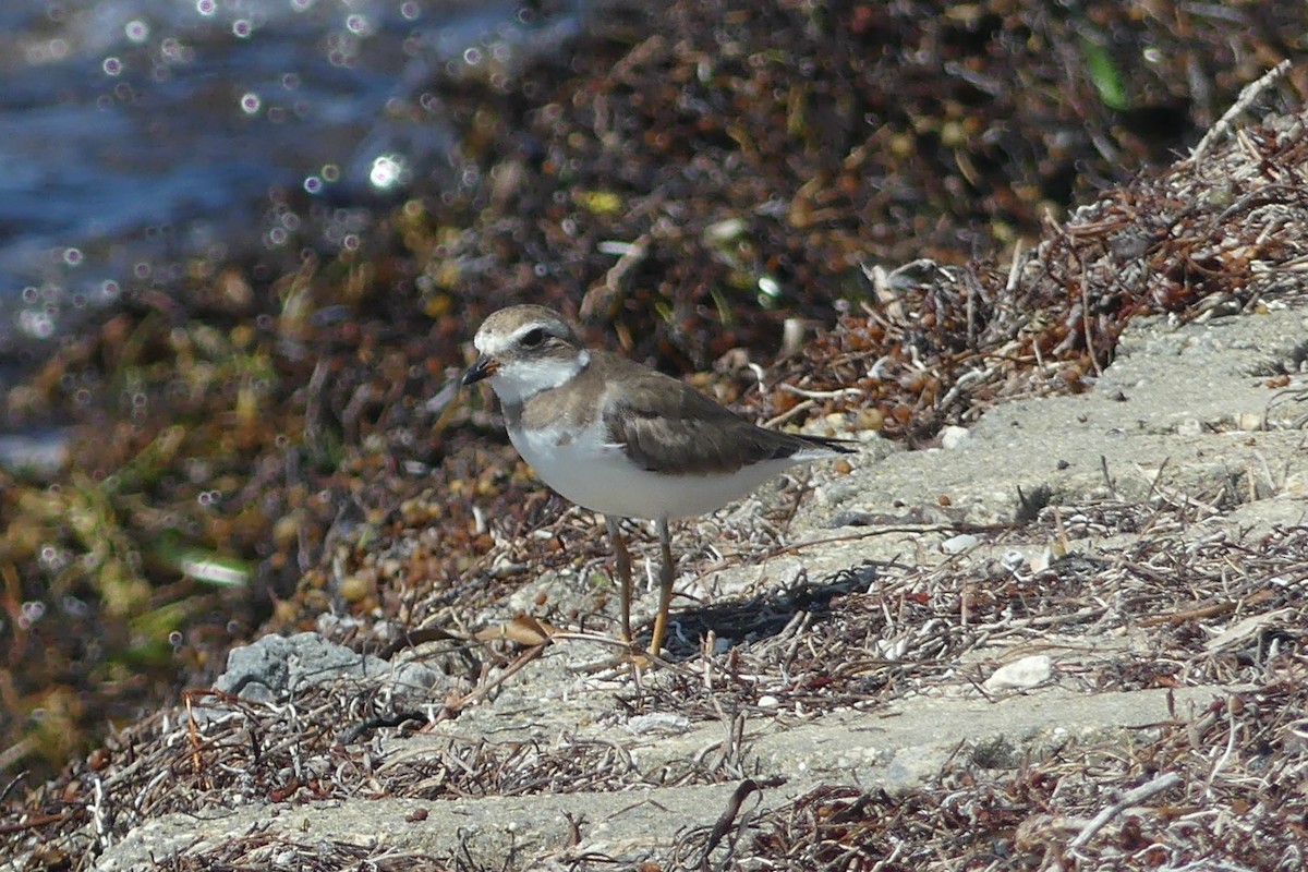 Semipalmated Plover - ML618673042