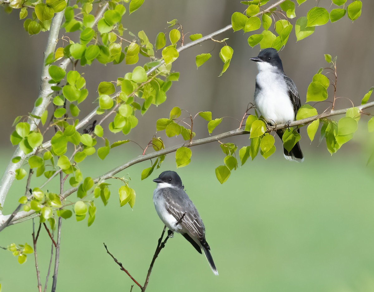 Eastern Kingbird - ML618673056
