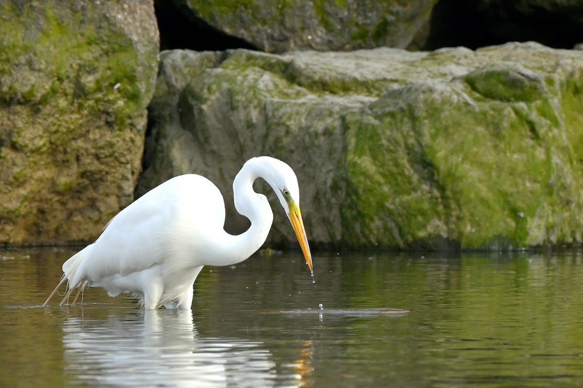 Great Egret - ML618673148