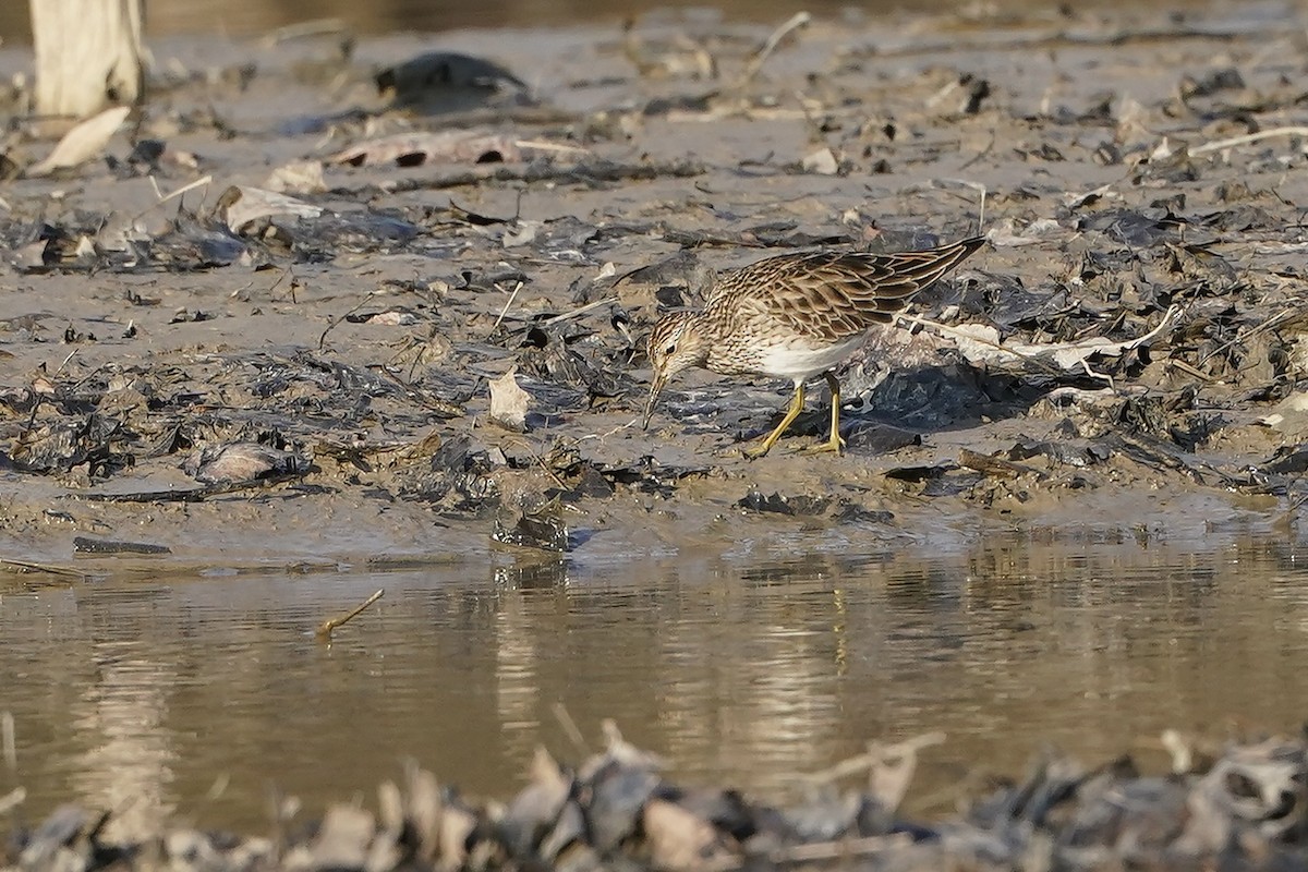 Pectoral Sandpiper - ML618673154