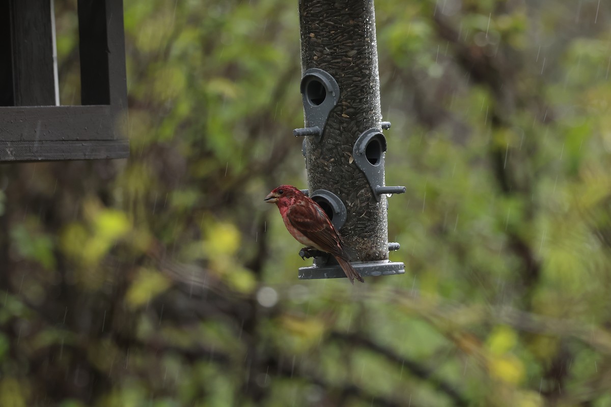 Purple Finch - ML618673161