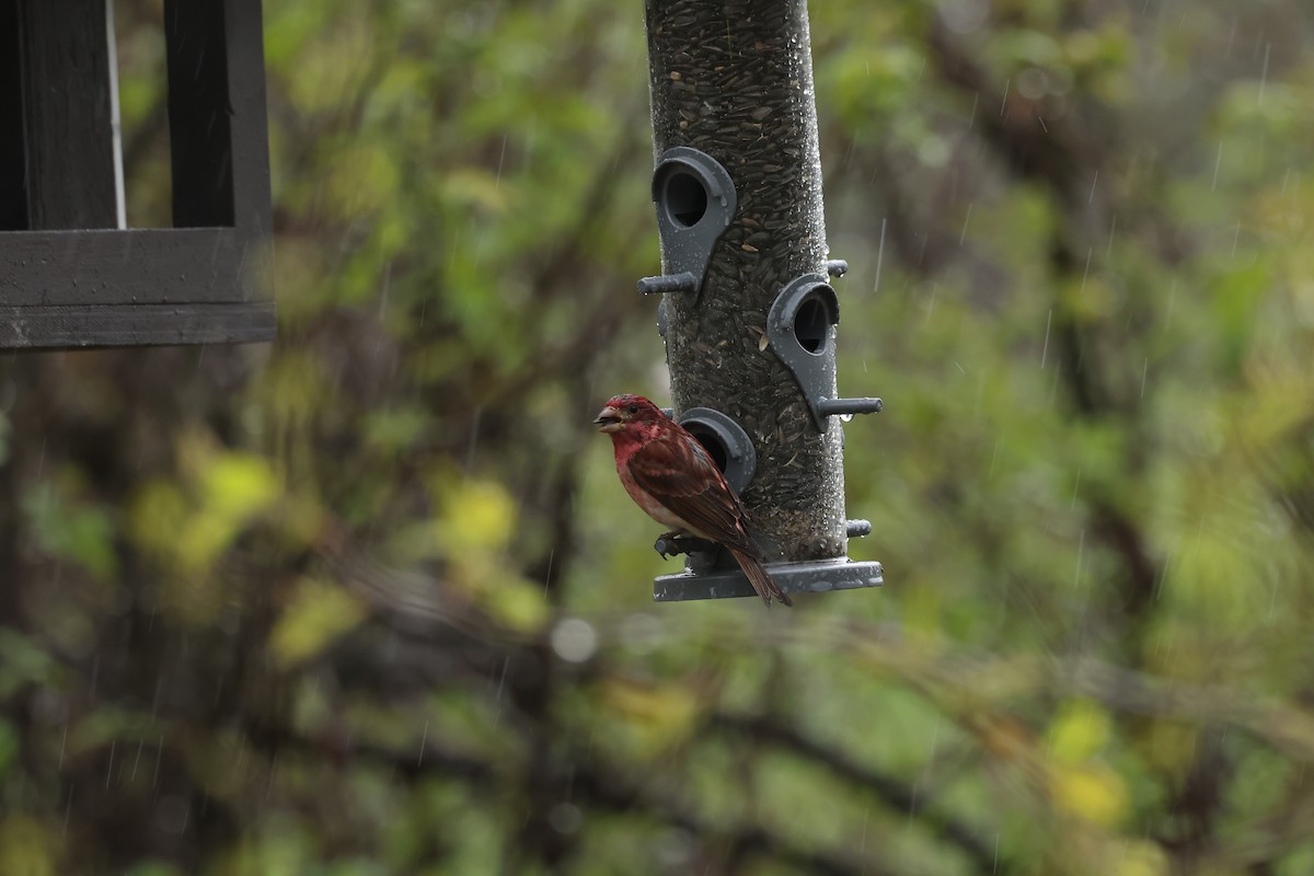 Purple Finch - ML618673164