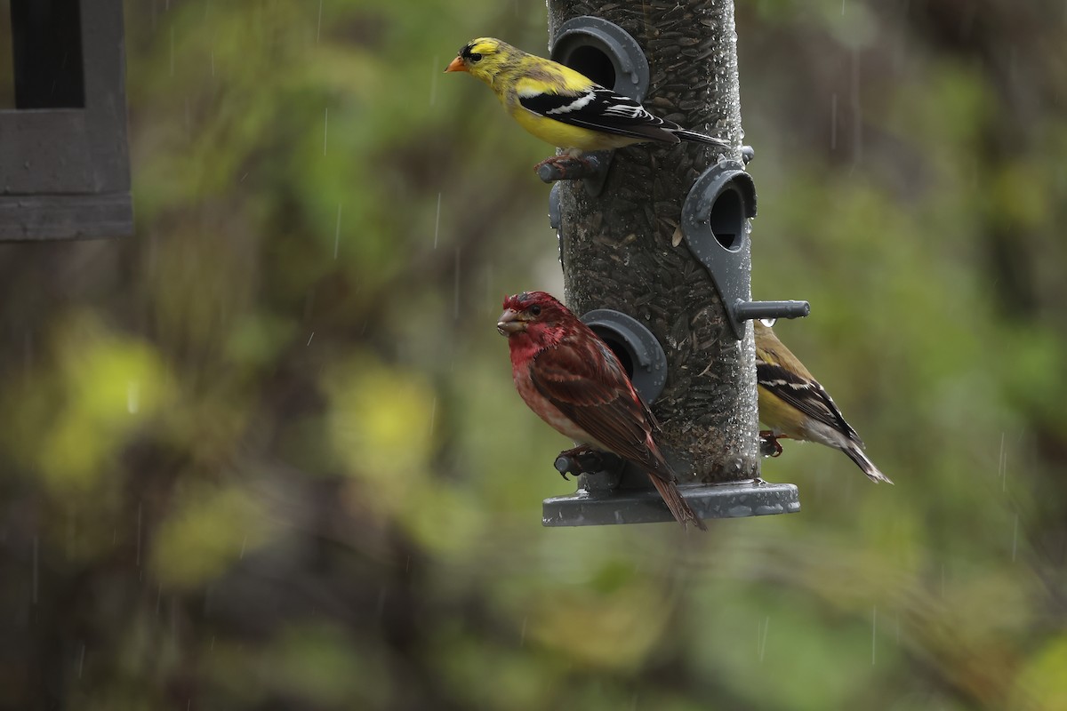 Purple Finch - Marie Provost