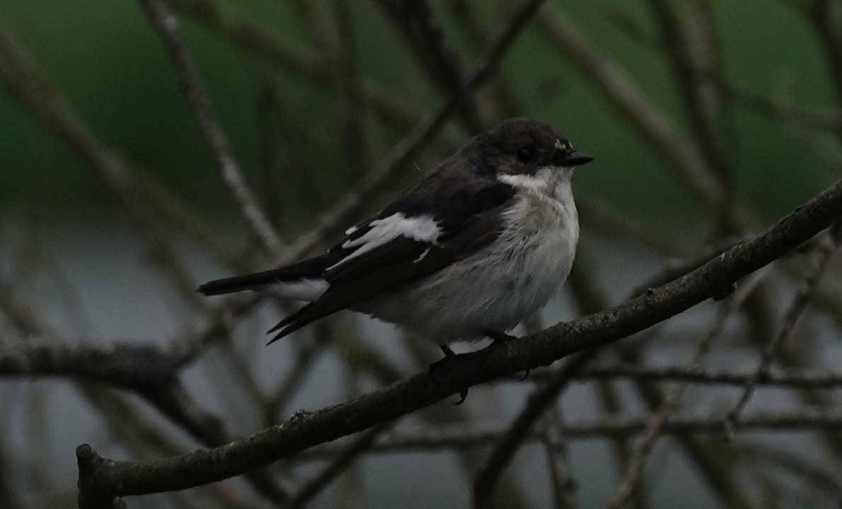 European Pied Flycatcher - Josef Trojan