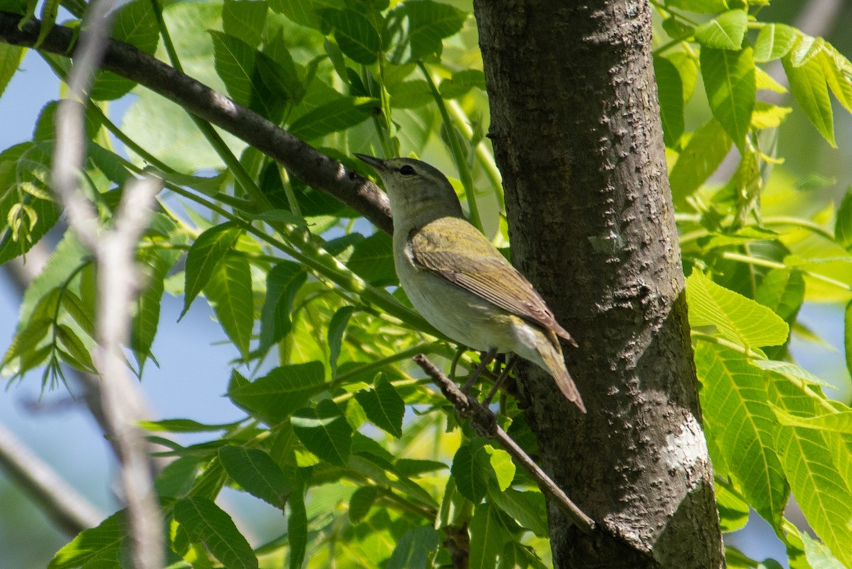 Tennessee Warbler - ML618673227