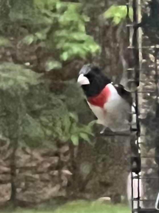 Rose-breasted Grosbeak - ML618673231