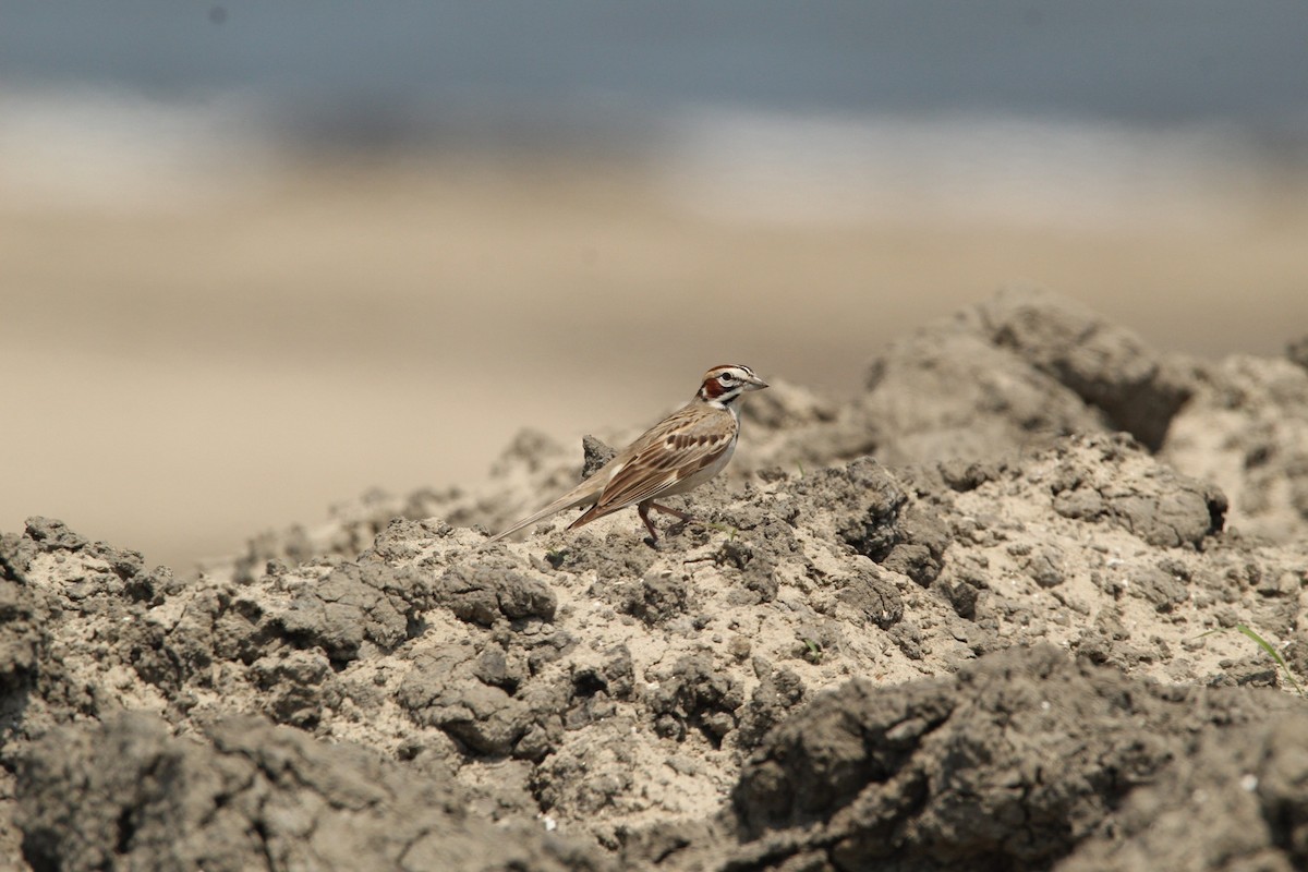 Lark Sparrow - Jennie Leonard