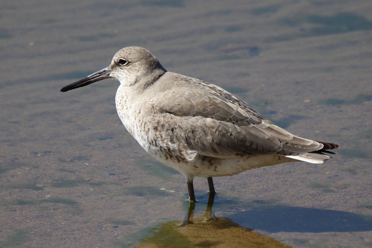 Willet - ML618673284