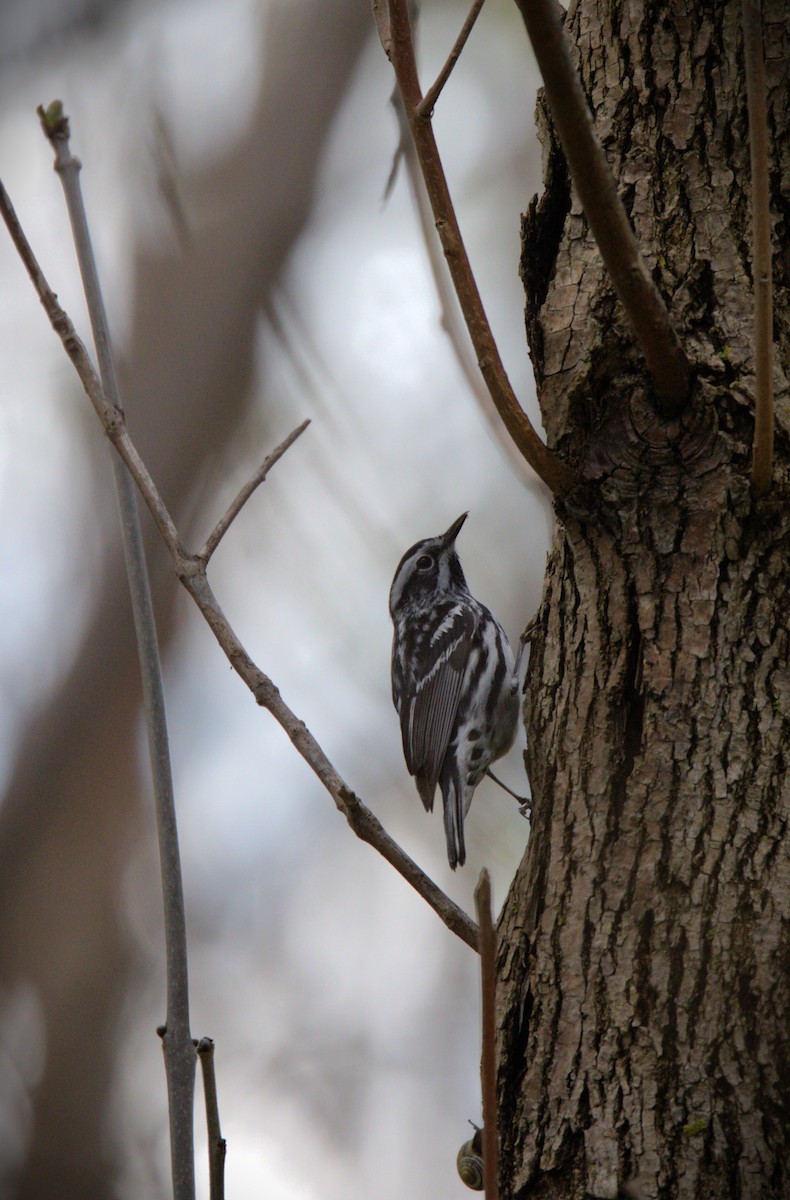 Black-and-white Warbler - Nelli Savelieva