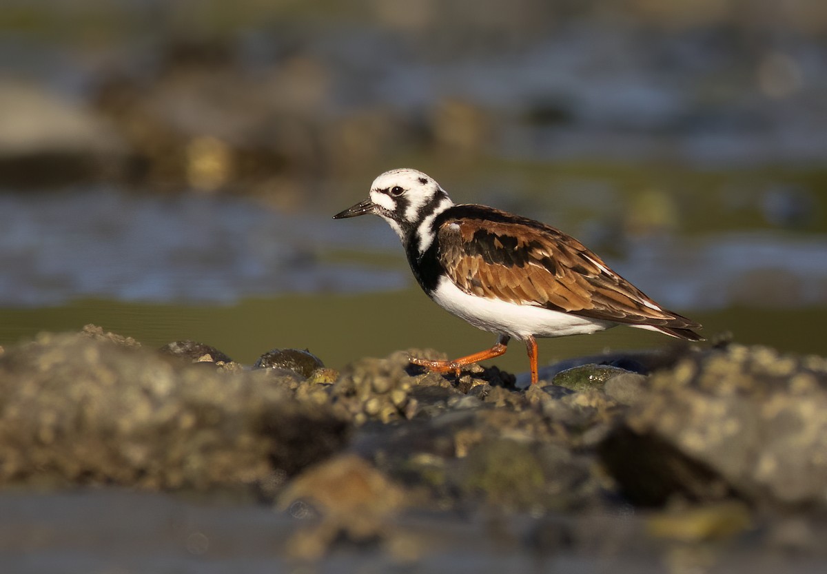 Ruddy Turnstone - ML618673293