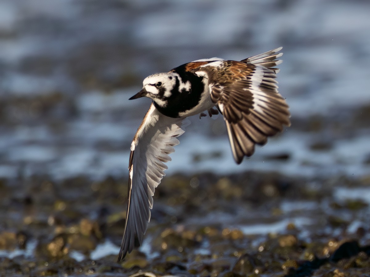 Ruddy Turnstone - ML618673294