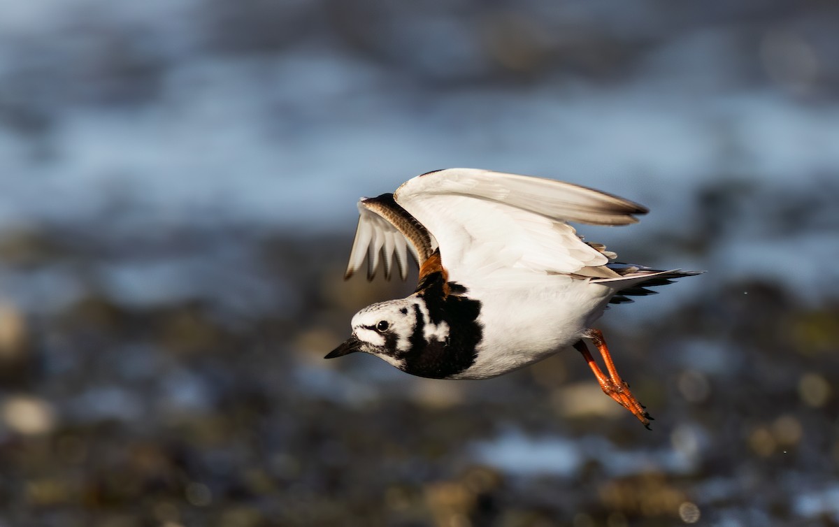 Ruddy Turnstone - ML618673295