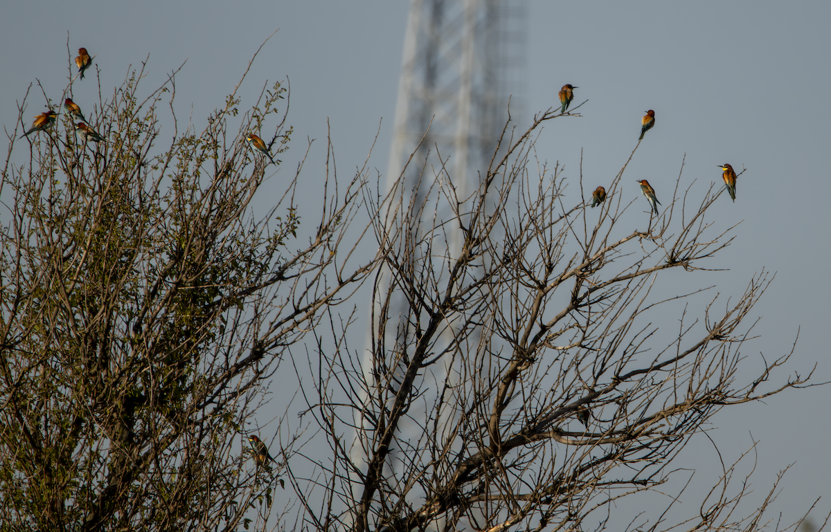 European Bee-eater - ML618673326