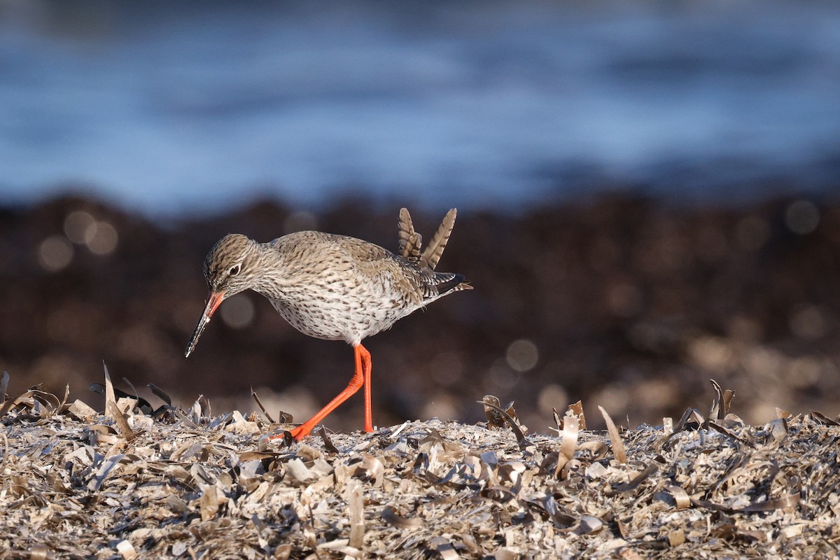 Common Redshank - ML618673353