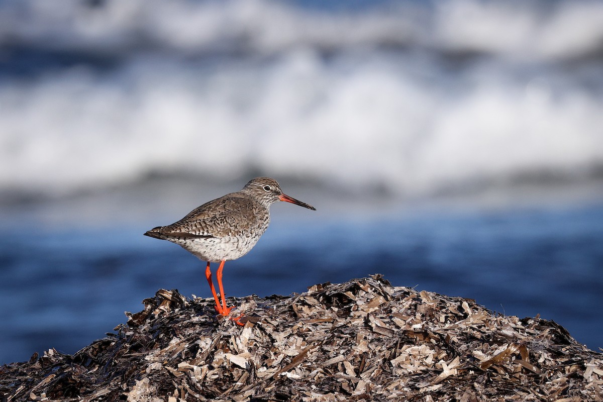 Common Redshank - ML618673354